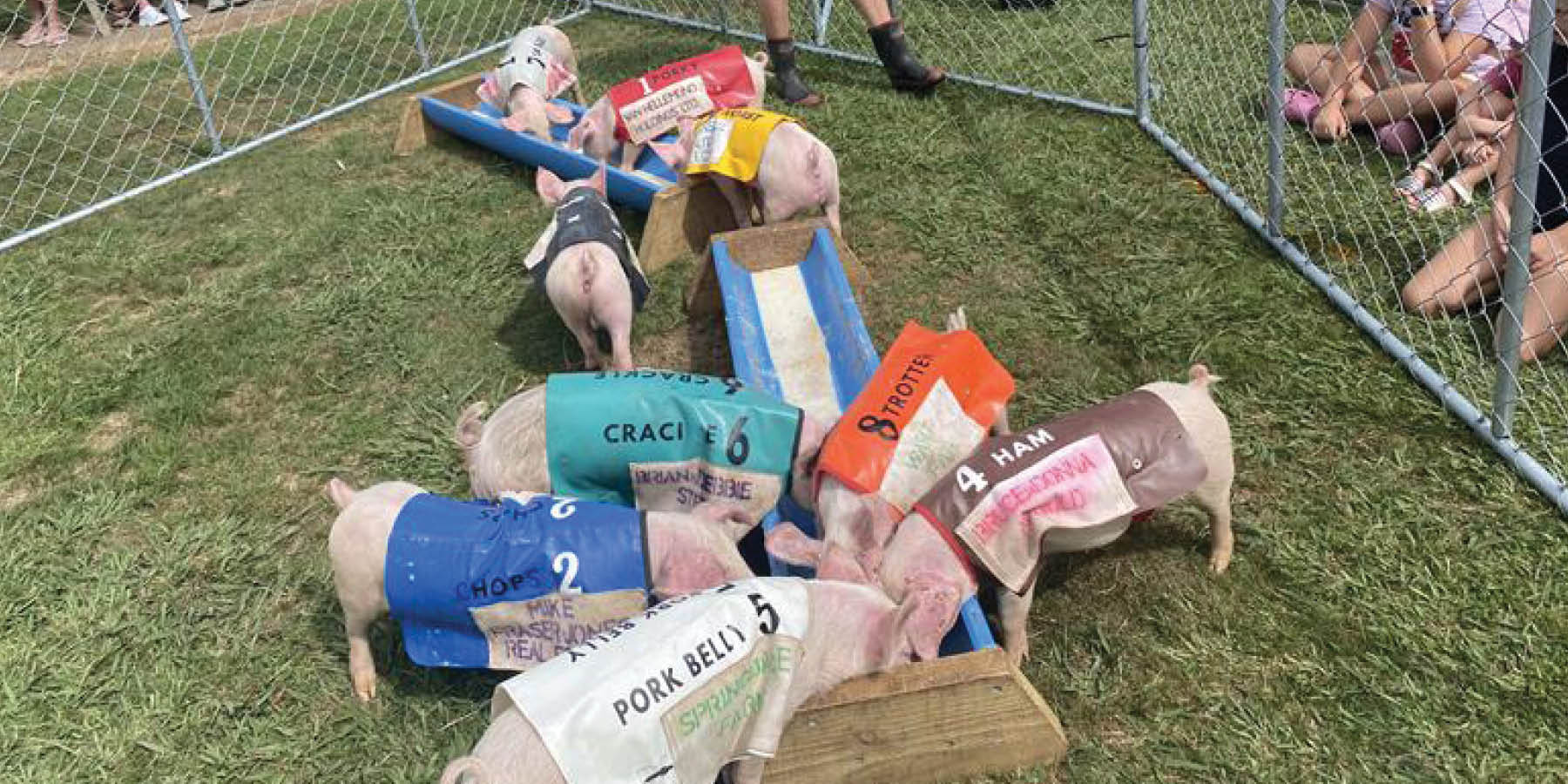 Pig racing